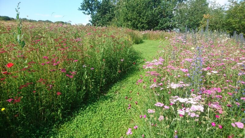 mown paths through meadow