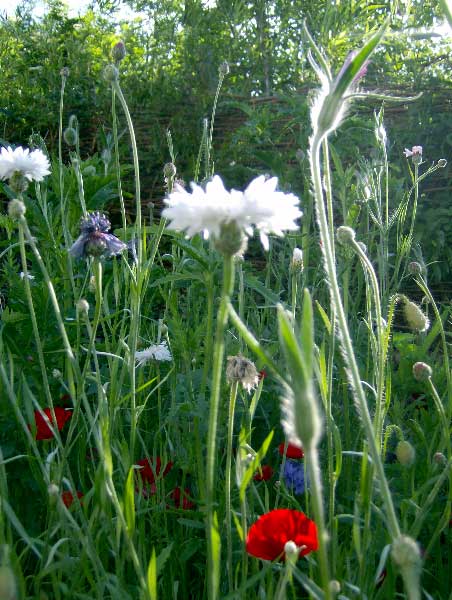 urban garden